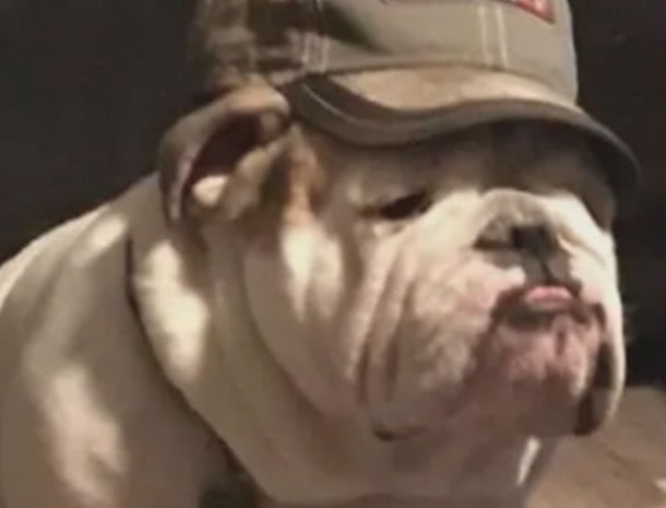 Bull Dog