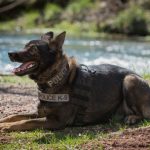K9 K9