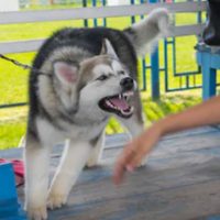 DogAttack DogAttack