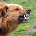 DogToAttack