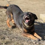 DogDanger DogDanger
