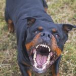 Rott Rott