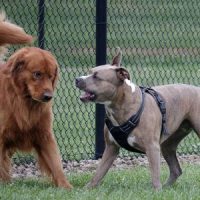DogBreeds DogBreeds