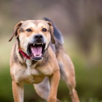 AttackingDog AttackingDog