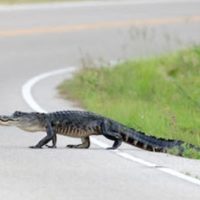 AlligatorInRoad AlligatorInRoad
